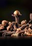 Clove-Flavour