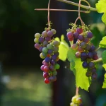 Grape No.1