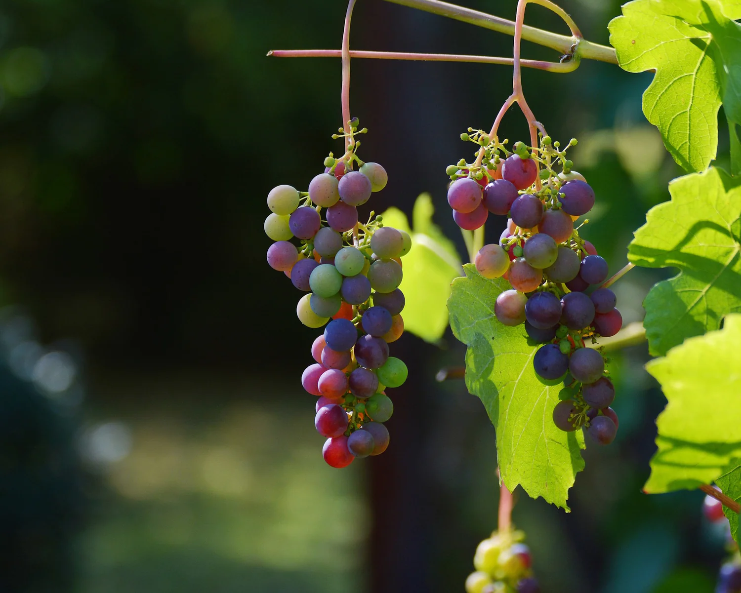 Grape No.1