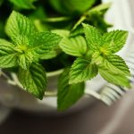 Peppermint No.1