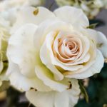 White Rose No.1