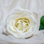 White Rose Special