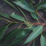 Eucalyptus – Powder Flavor