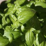 Tulsi (Basil / Rehan) – Powder Flavor