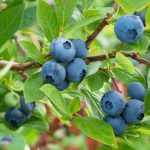 Blue Berry – Powder Flavor
