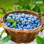 Blue Berry Prime