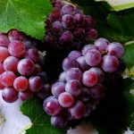 Grape – Powder Flavor