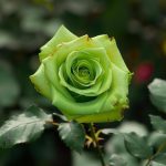 Green Rose – Powder Flavor