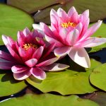 Lotus – Powder Flavor