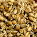 Malt – Powder Flavor