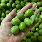 Olive – Powder Flavor