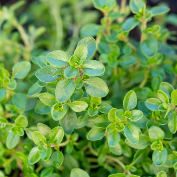 Thyme – Powder Flavor