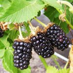 Black Berry – Powder Flavor